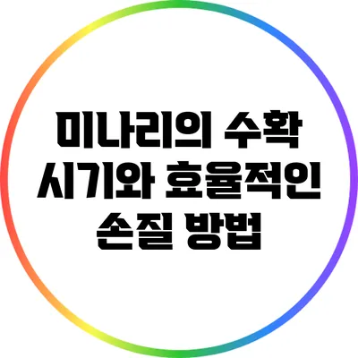 미나리의 수확 시기와 효율적인 손질 방법